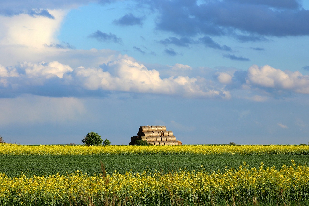 spring  field  landscape rural free photo