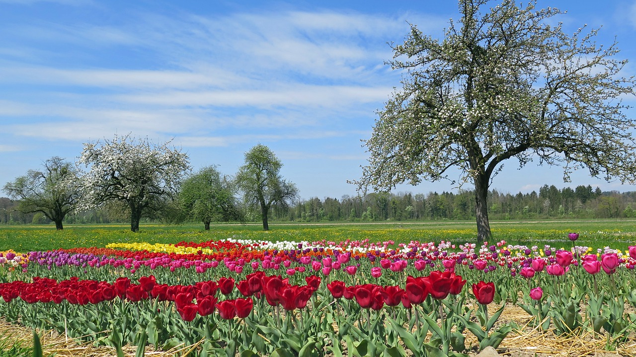 spring spring meadow tulips free photo