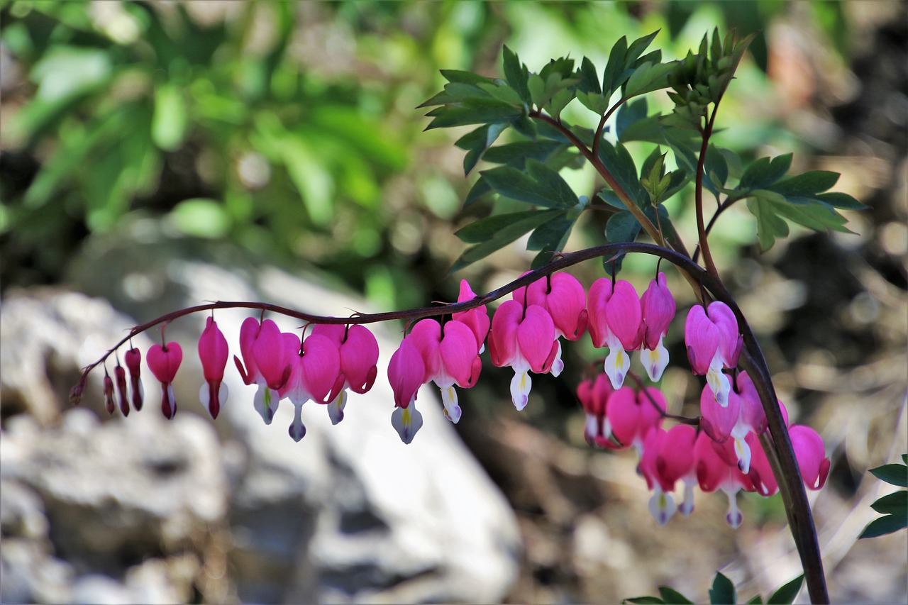 spring  nature  at the court of free photo