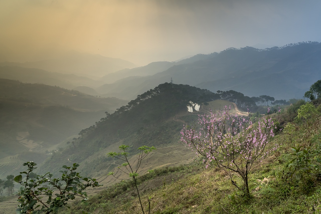 spring  cherry flowers  vietnam free photo