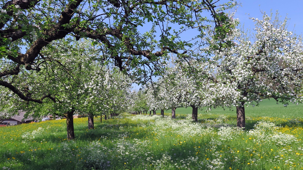 spring cherry trees bloom free photo