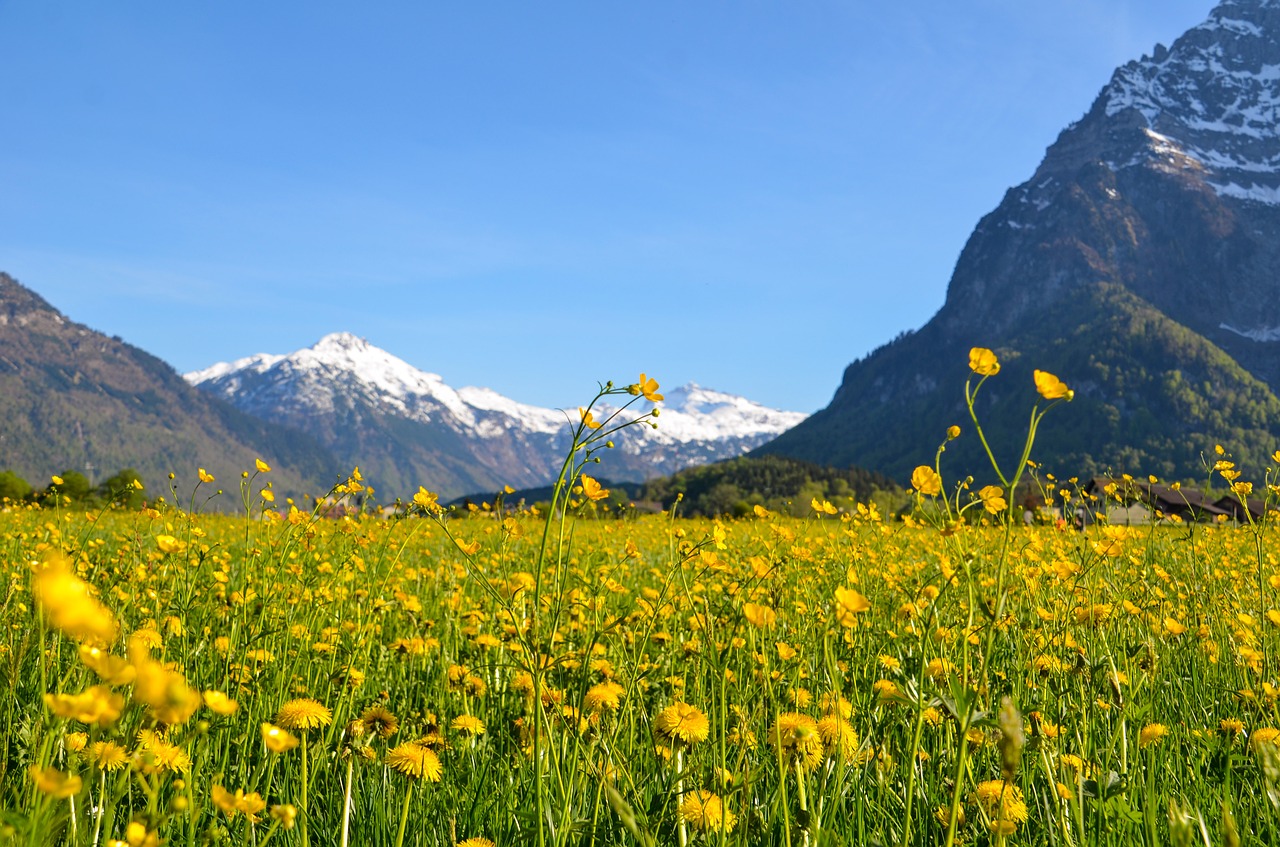 spring  glarus  spring meadow free photo