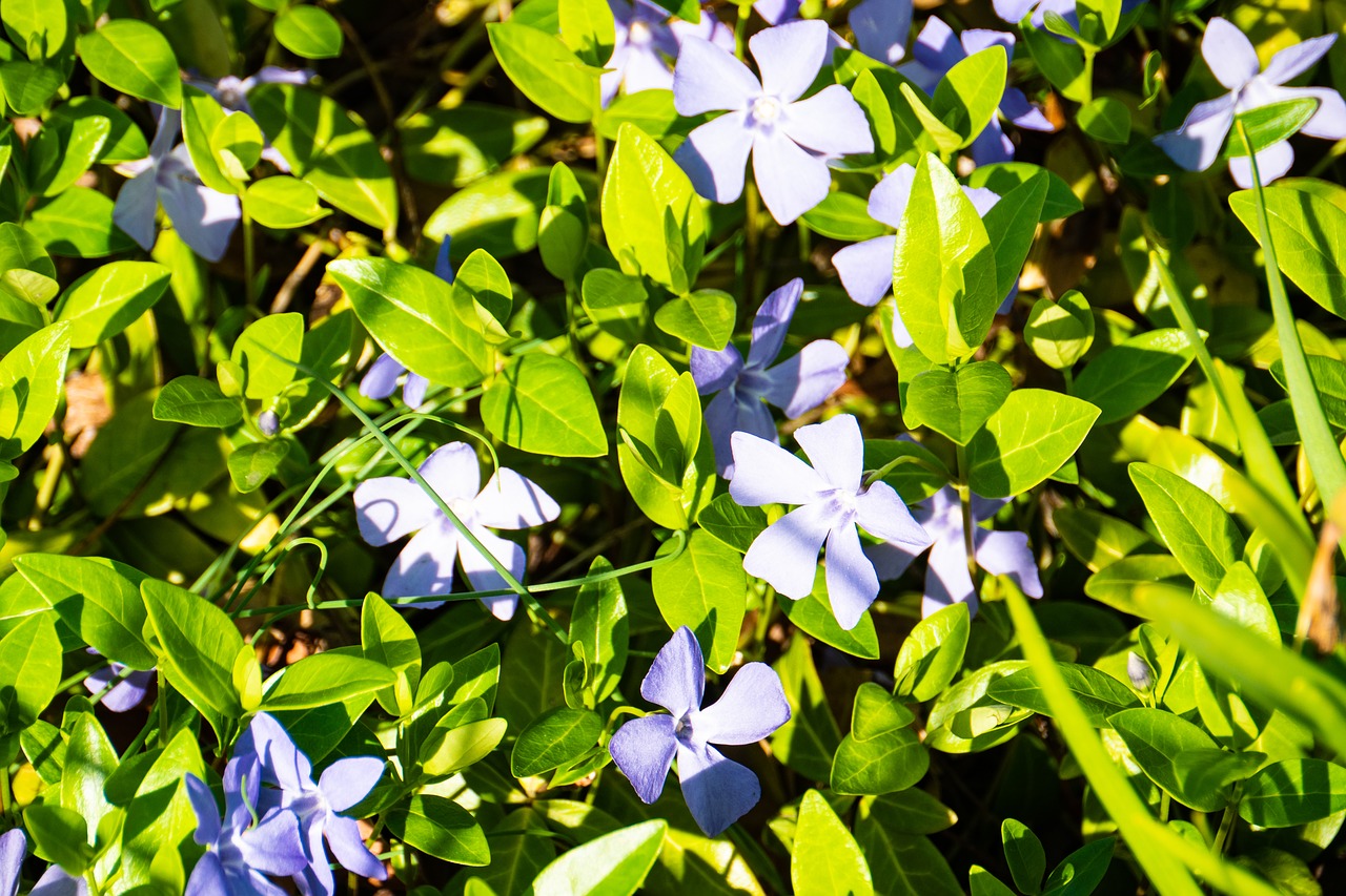 spring  leaf  flora free photo