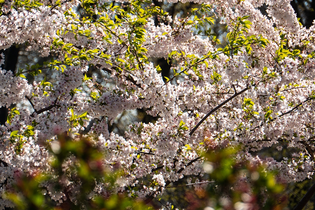 spring  flower  cherry free photo