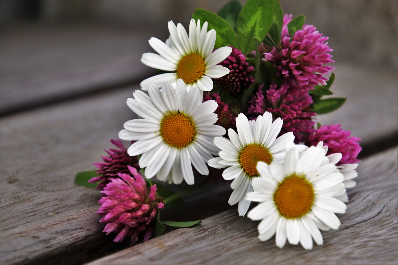 spring  clover  flower free photo