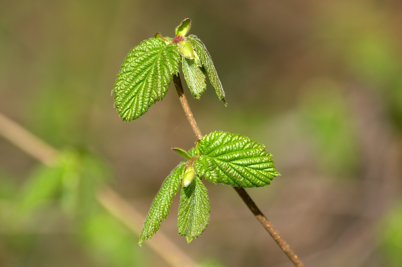 spring  green  tree free photo