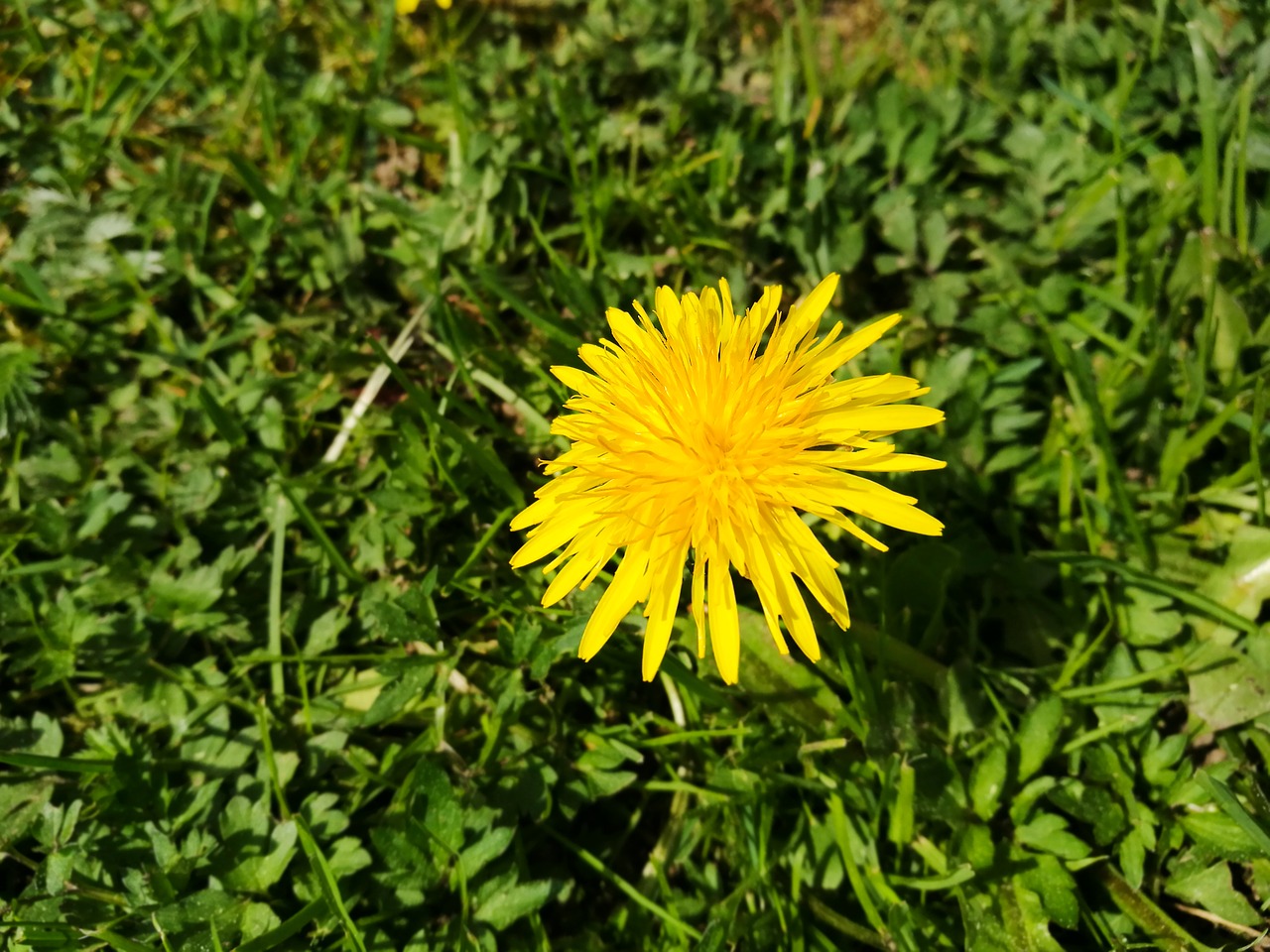 spring  dandelion  grass free photo