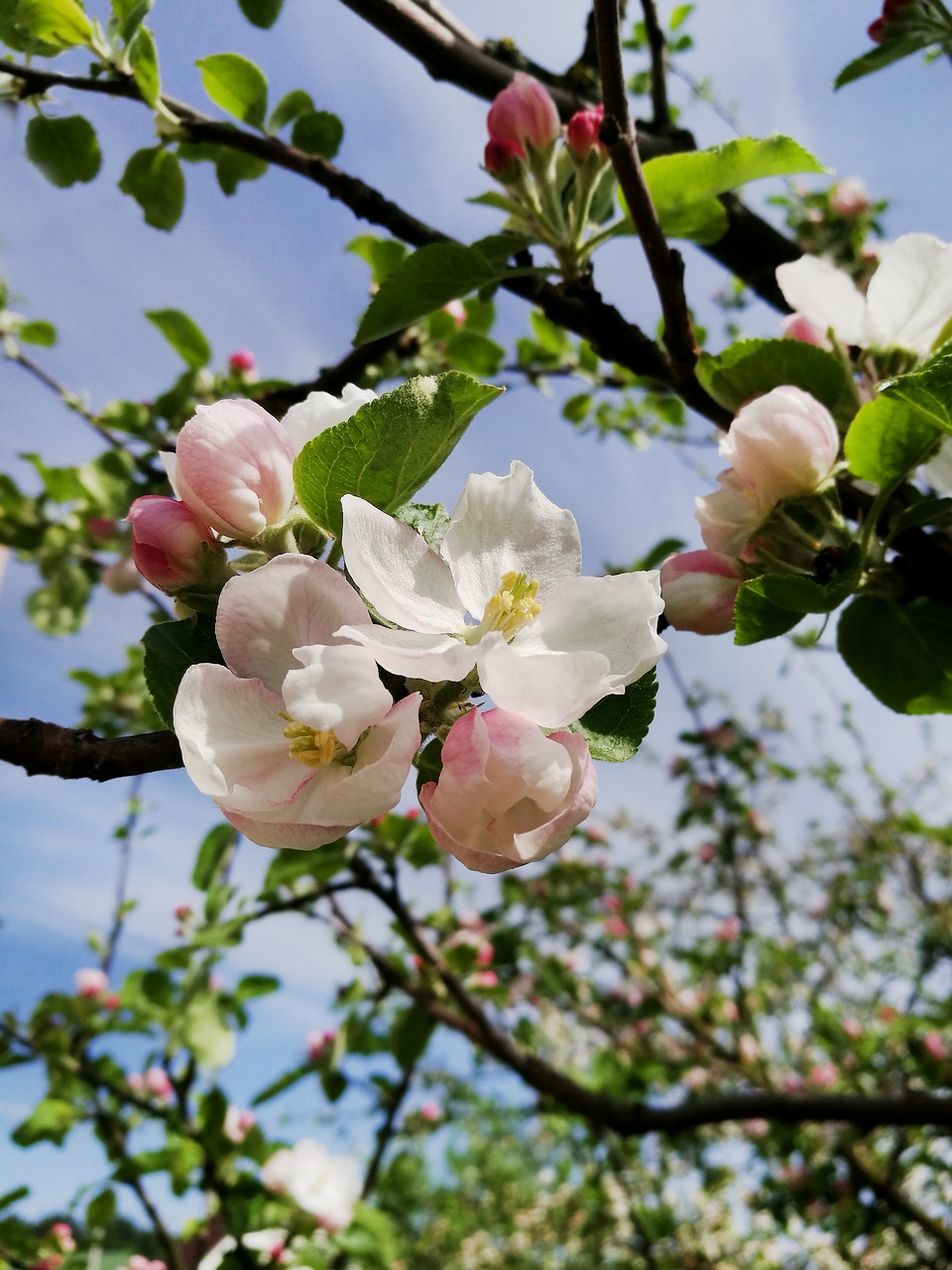 spring  apple tree  bloom free photo