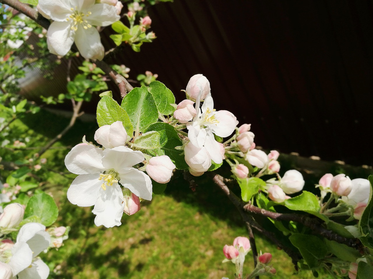 spring  apple tree  apple blossoms free photo
