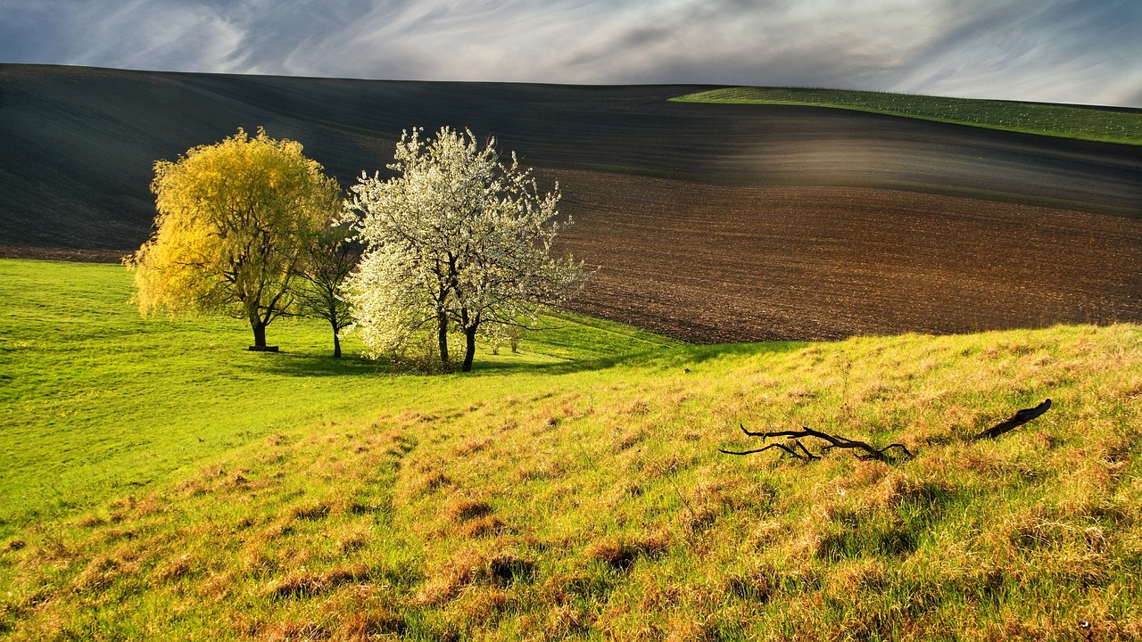 spring  green  trees free photo