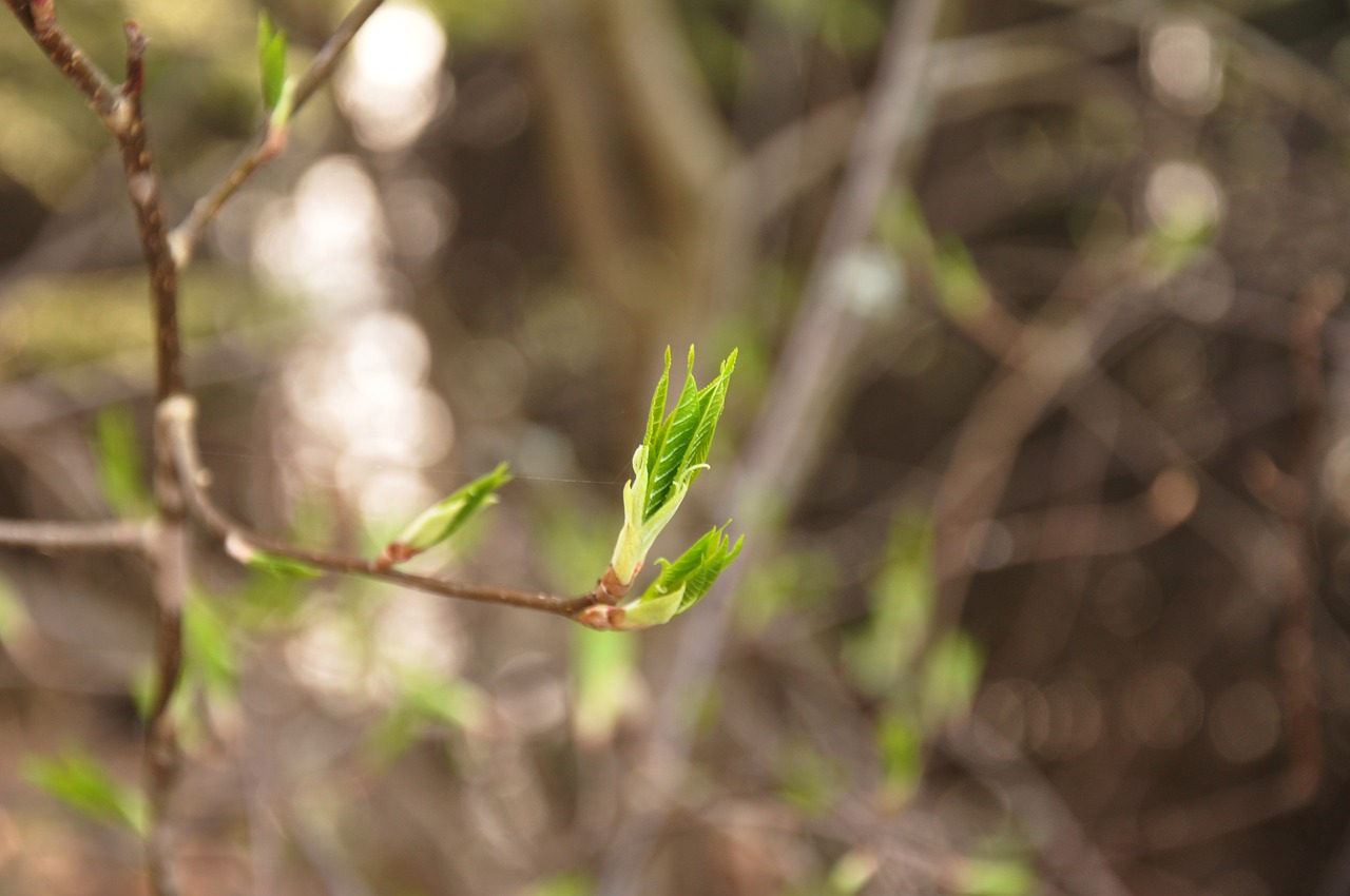 spring  sheet  rostock free photo