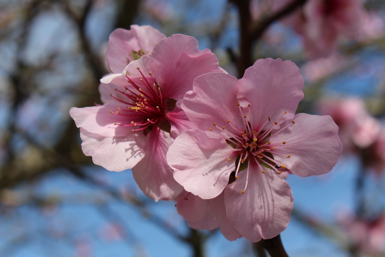 spring  almond blossom  spring awakening free photo