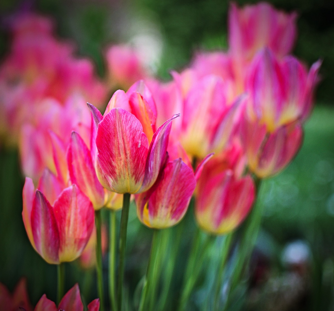 spring  flowers  tulip free photo