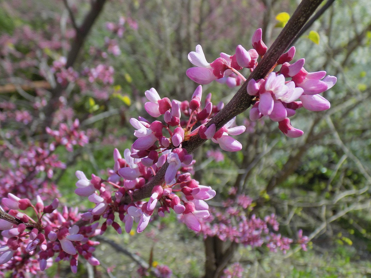 spring  bloom  flowers free photo