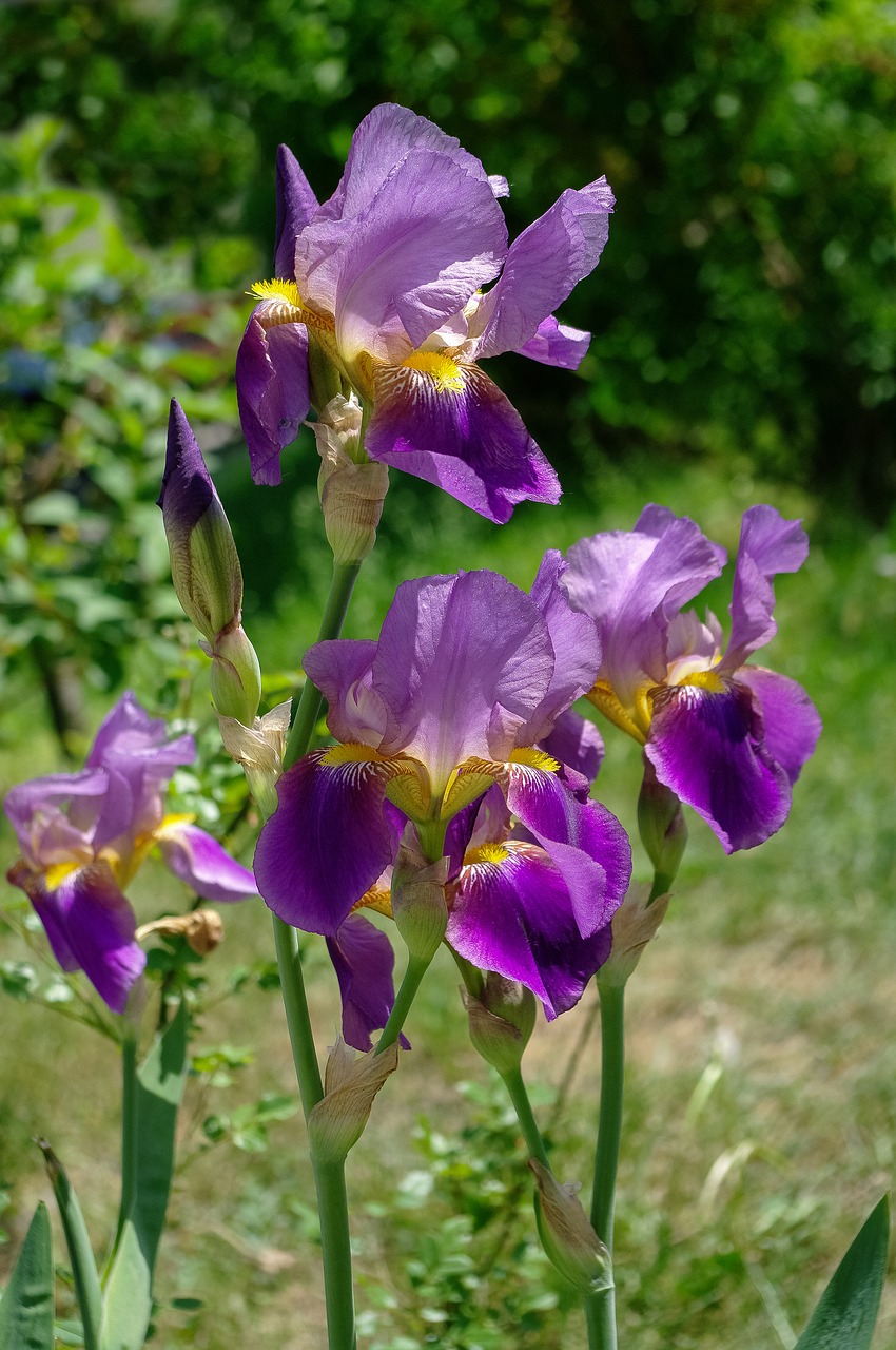 spring  flowers  violet free photo