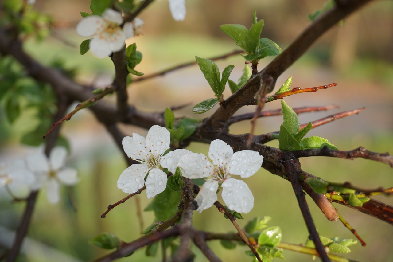 spring  tree  flower free photo