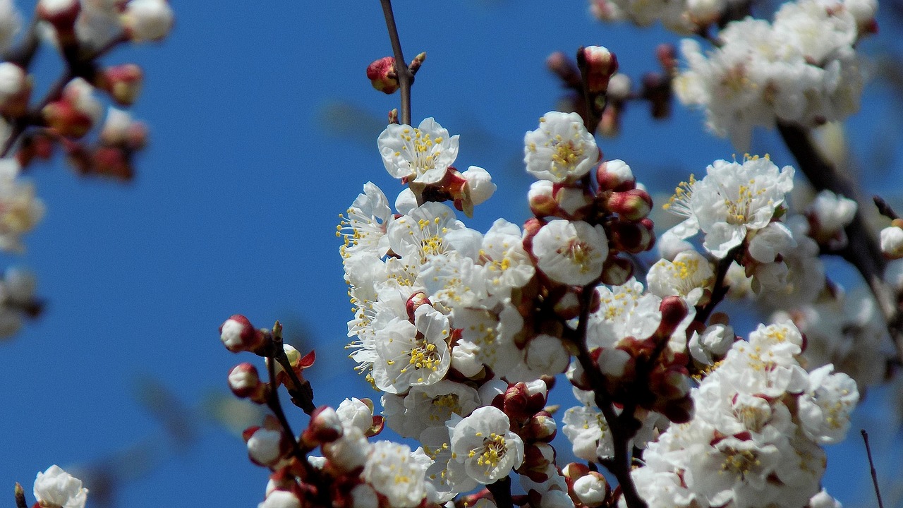 spring  bloom  cherry free photo