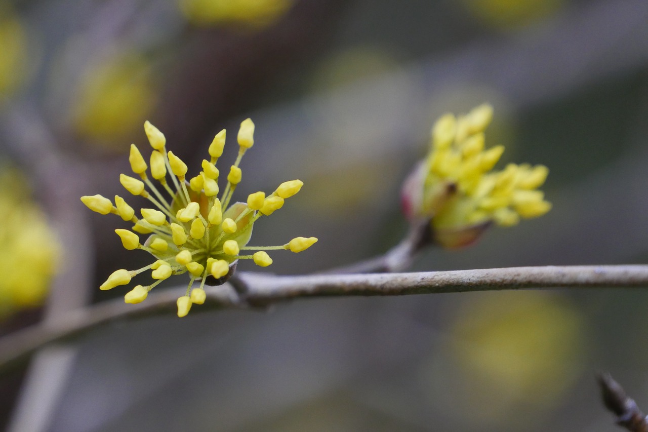 spring  flowers  yellow free photo