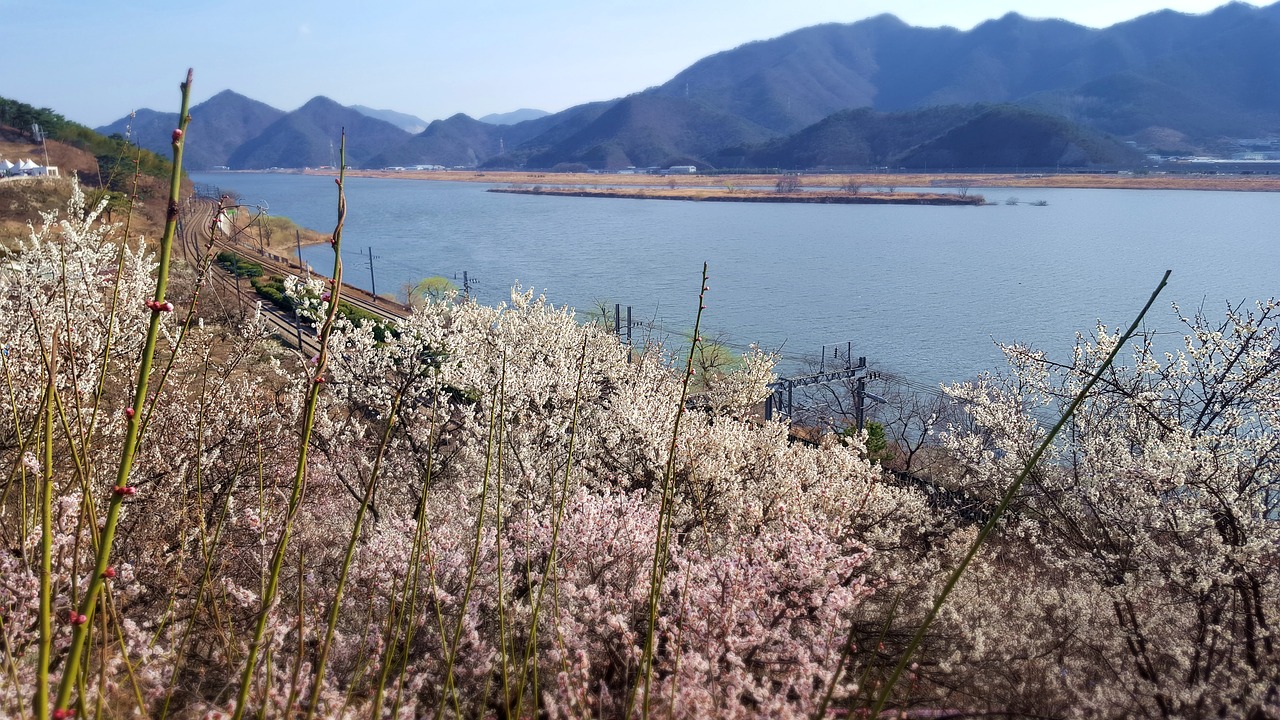 spring  landscape  cherry blossom free photo