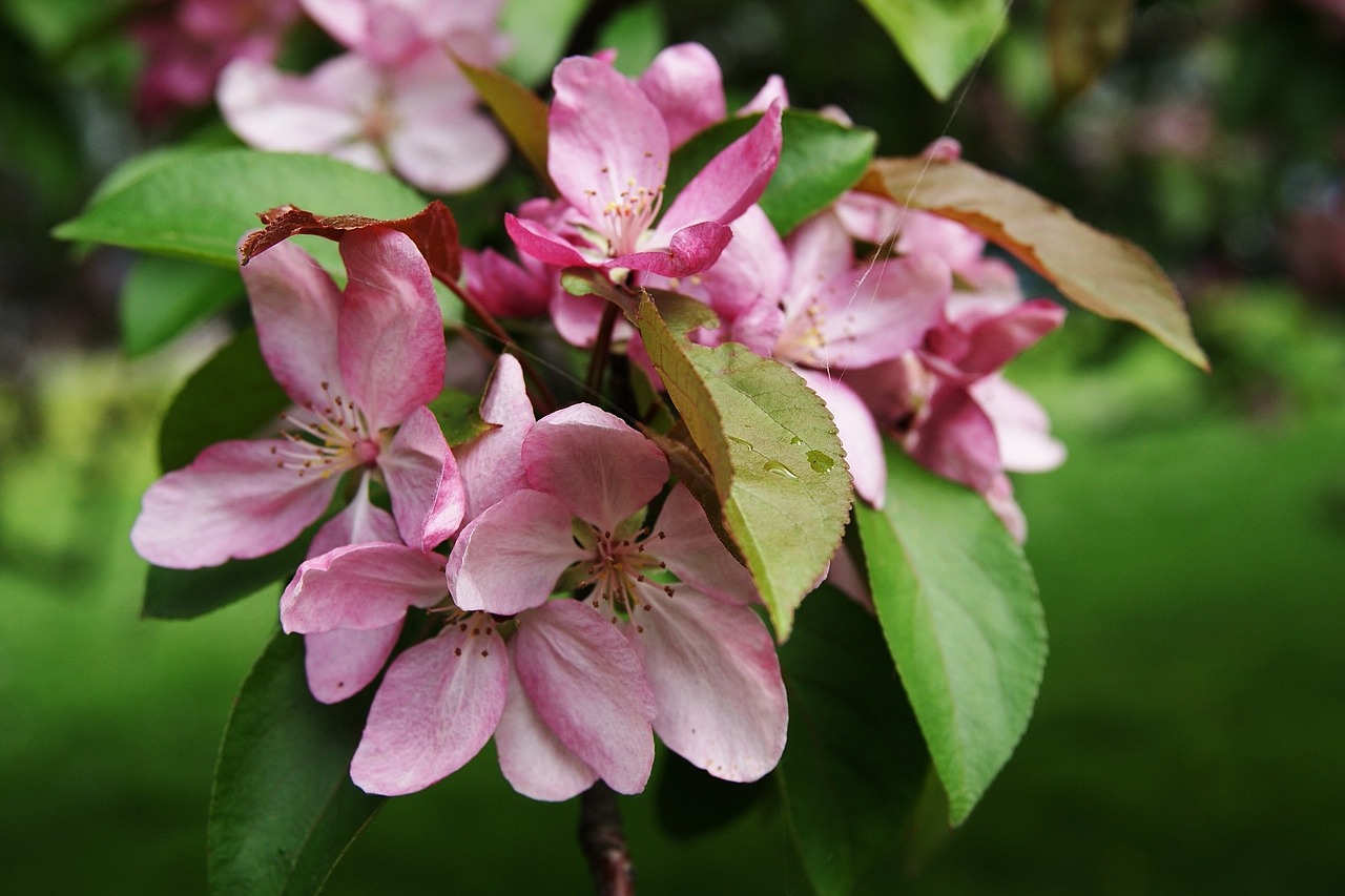 spring nature tree free photo