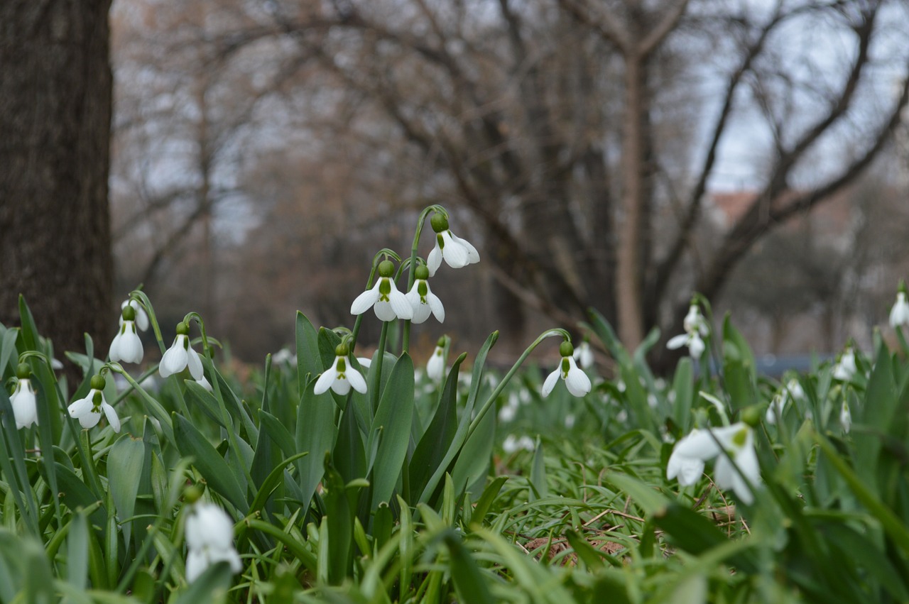 spring flowers free pictures free photo