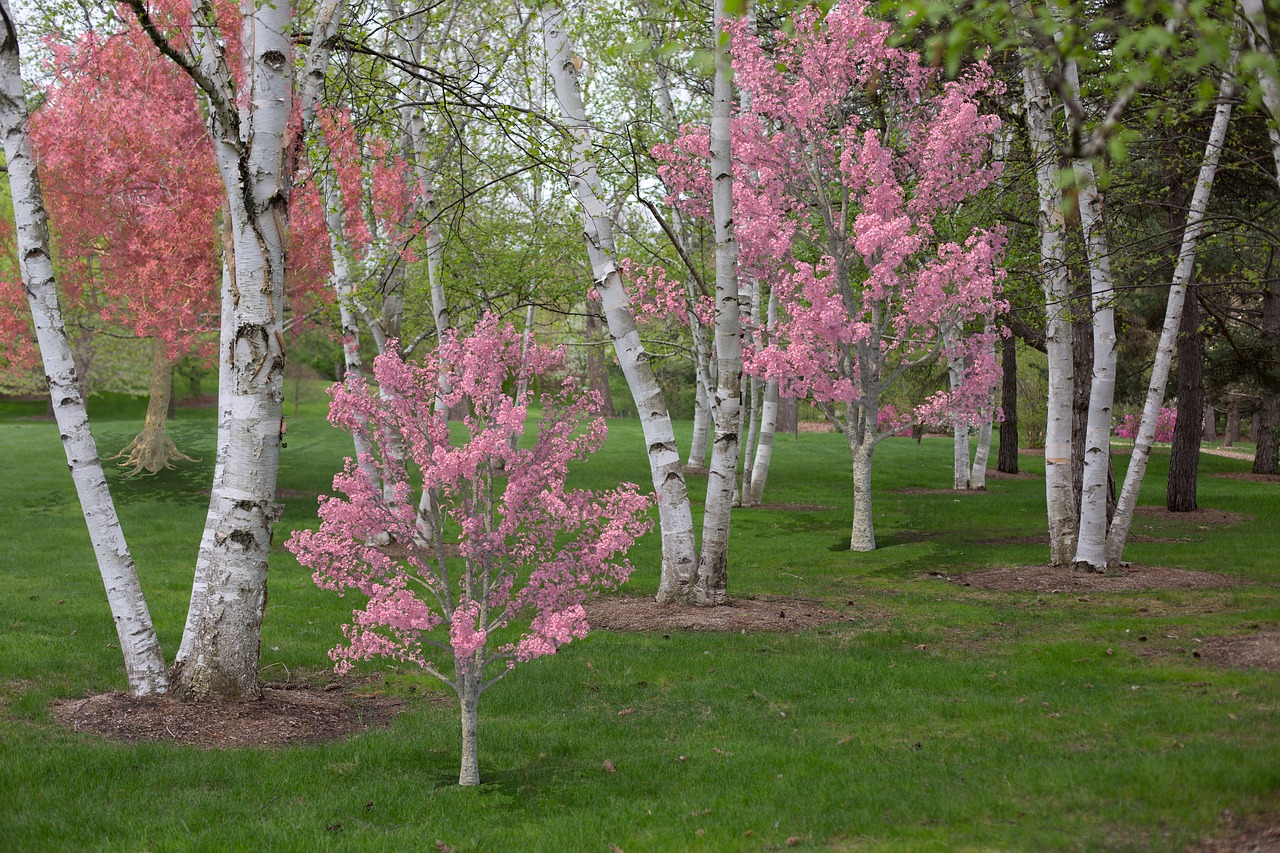 spring  pink  flowering trees free photo