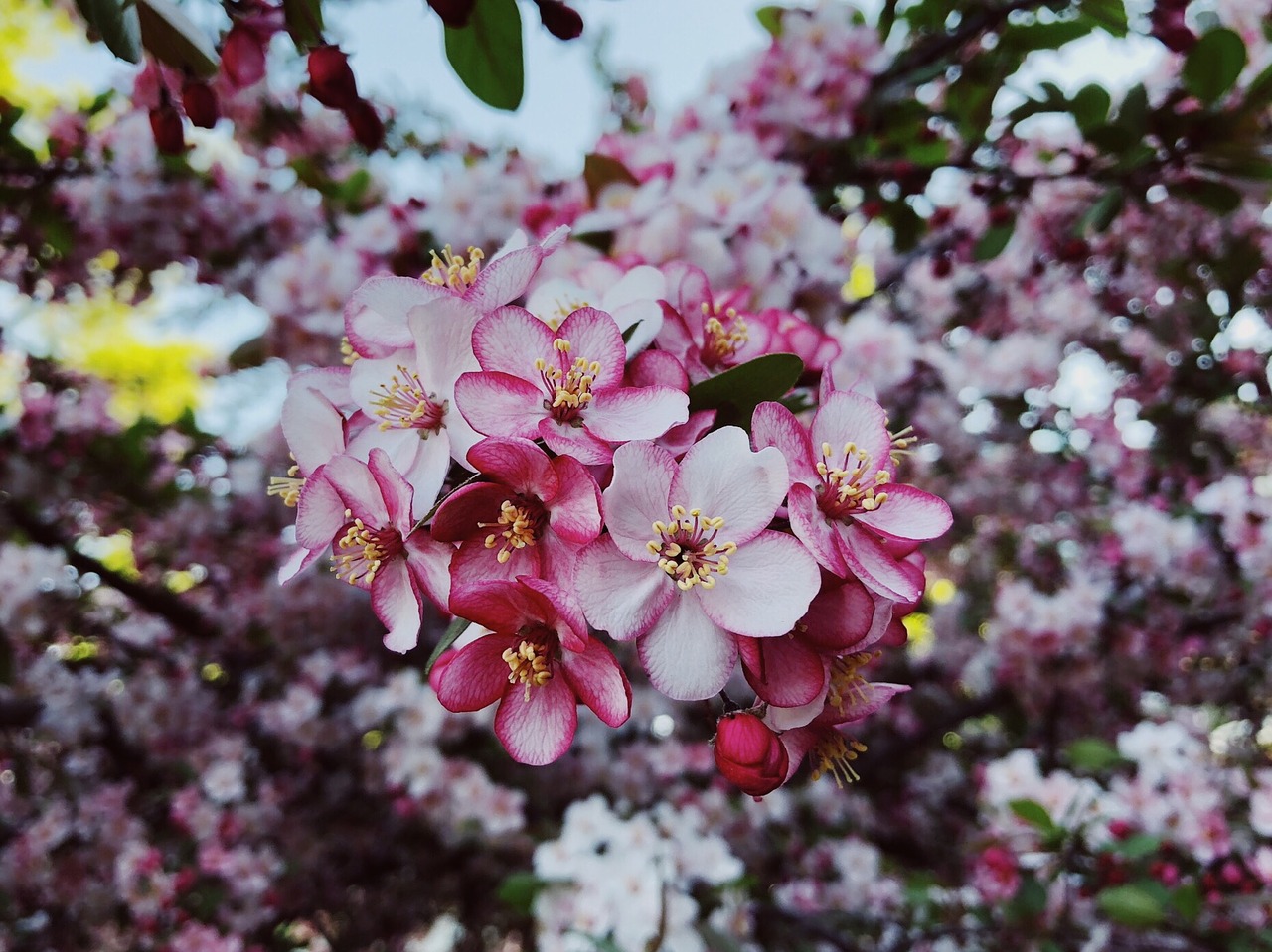 spring  flower  blossom free photo