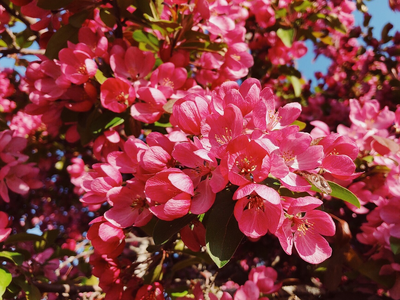 spring  flower  blossom free photo