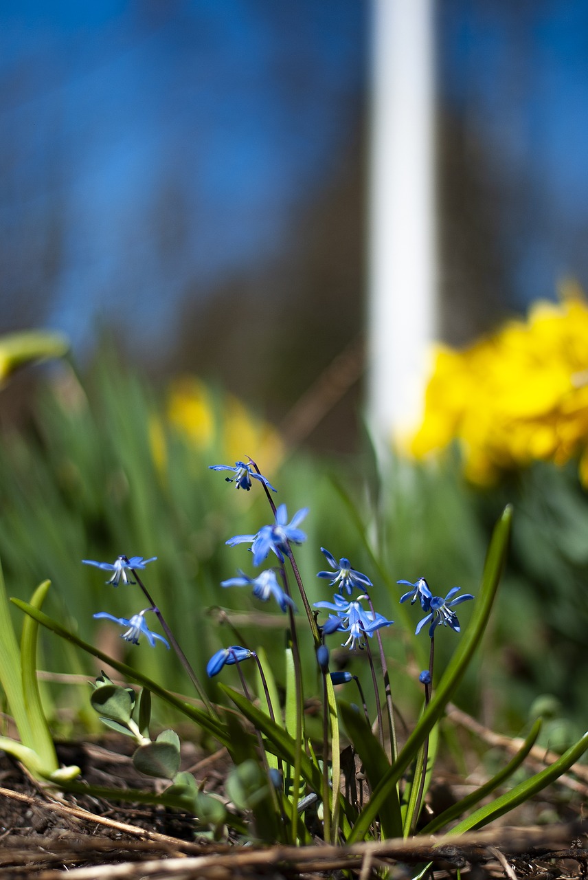 spring  flower  spring flower free photo