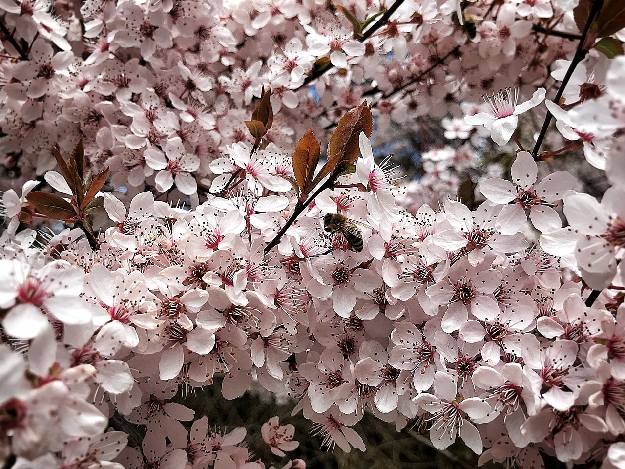 spring  tree  bloom free photo