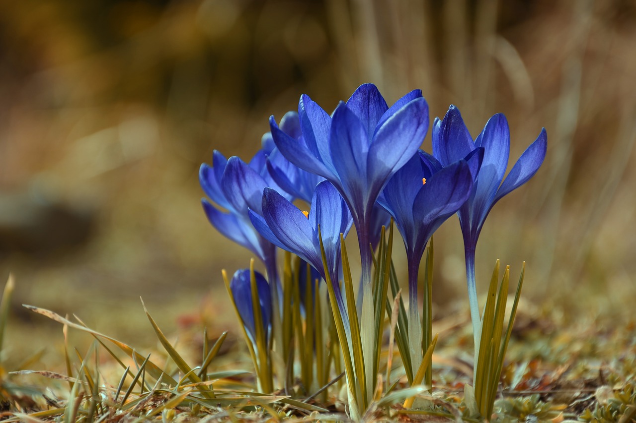 spring  flowers  nature free photo