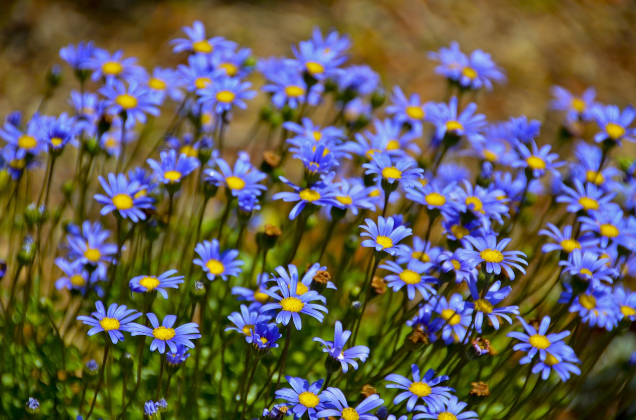 spring  natural  spring flowers free photo