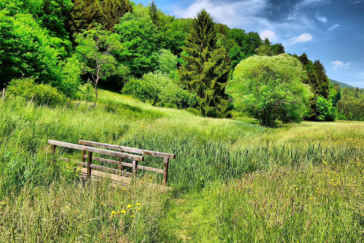 spring  green  tender green free photo