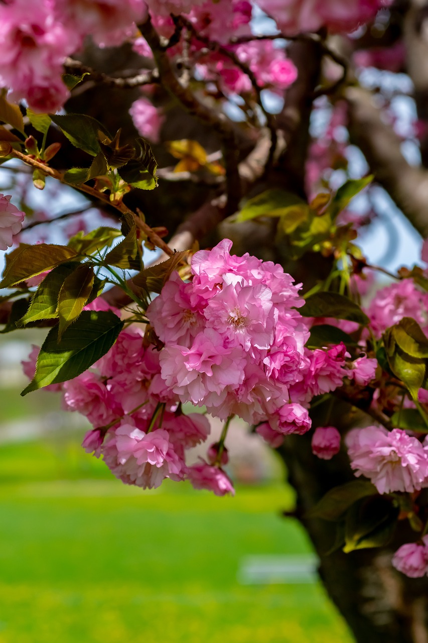 spring  blossom  pink free photo