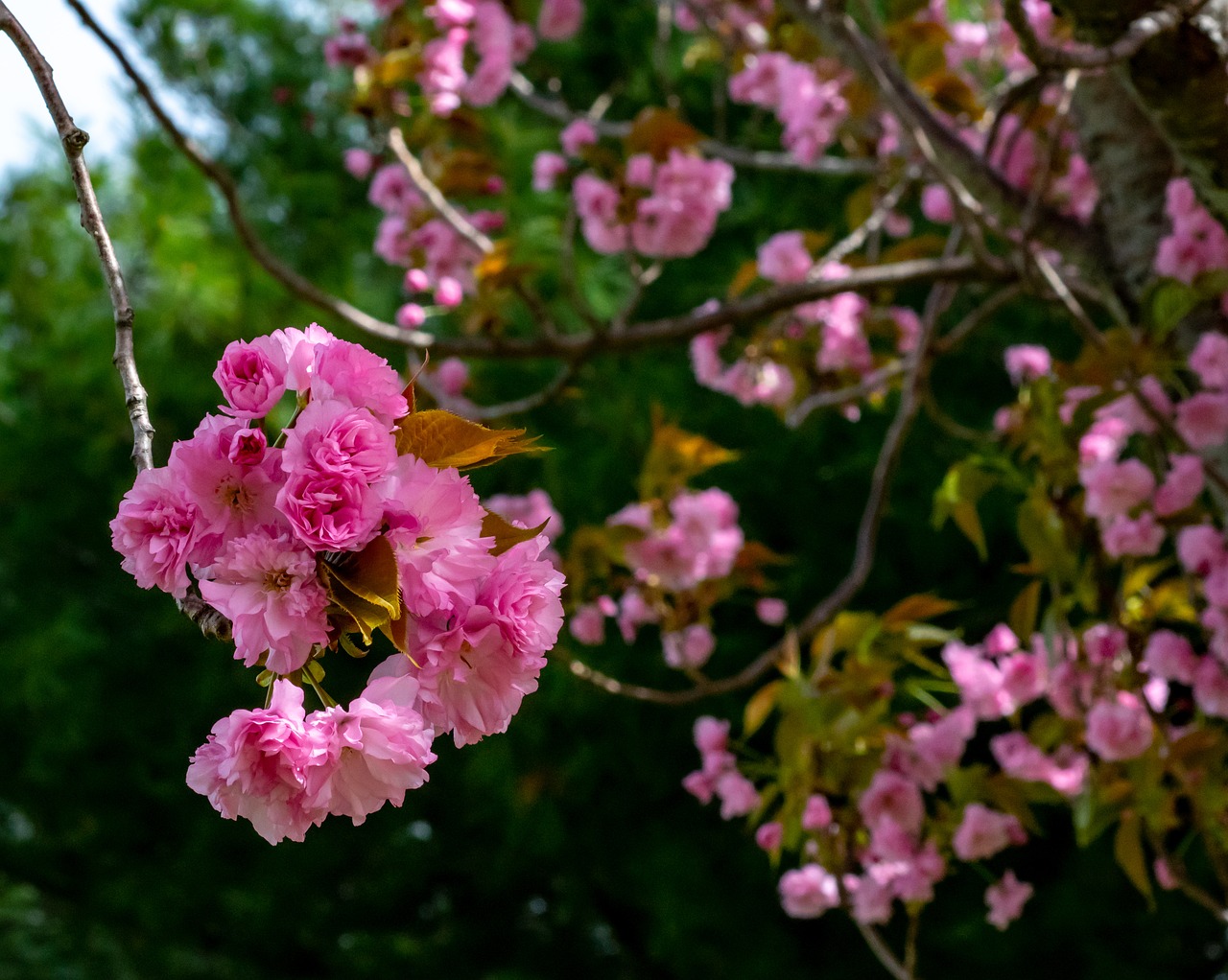 spring  blossom  pink free photo