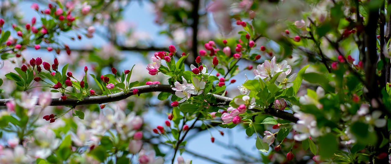 spring  blossom  pink free photo