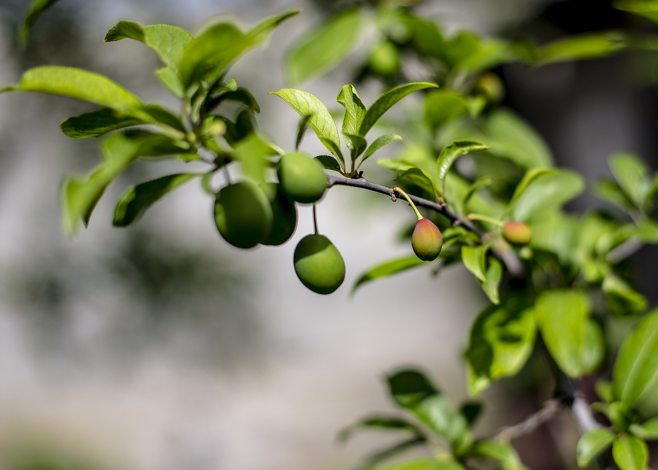 spring  fruit  plum free photo