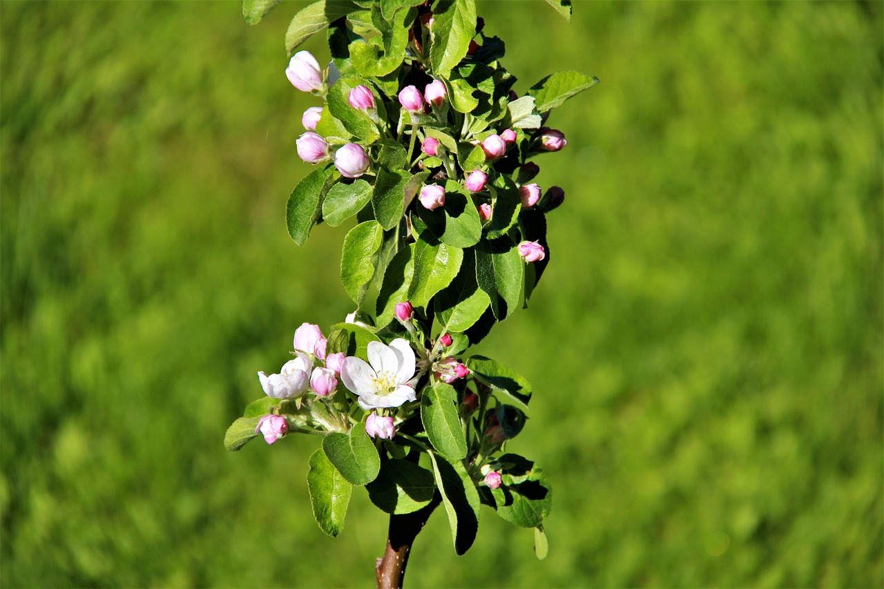 spring  bloom  nature free photo