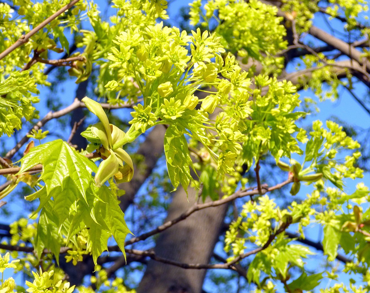 spring  trees  maple free photo