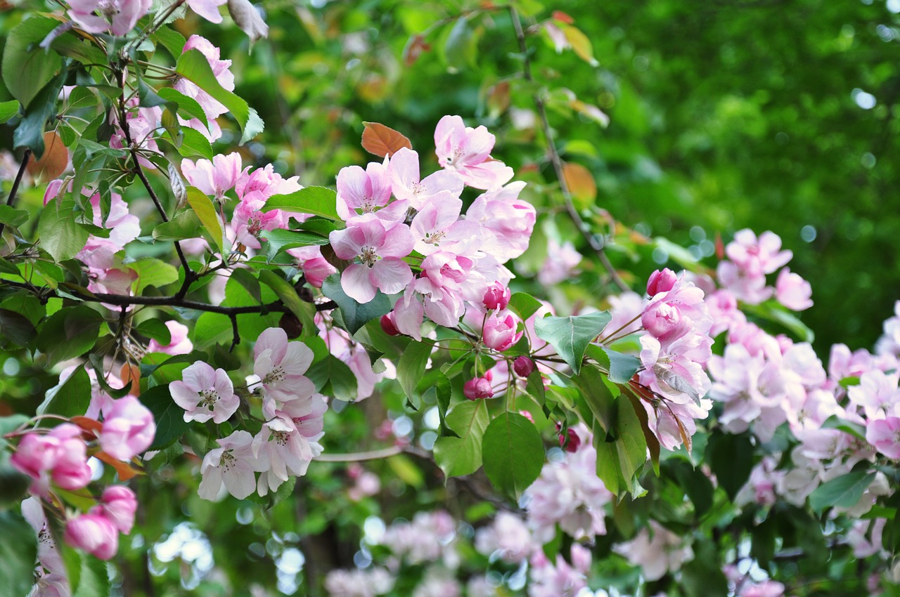 spring  sakura  flowers free photo