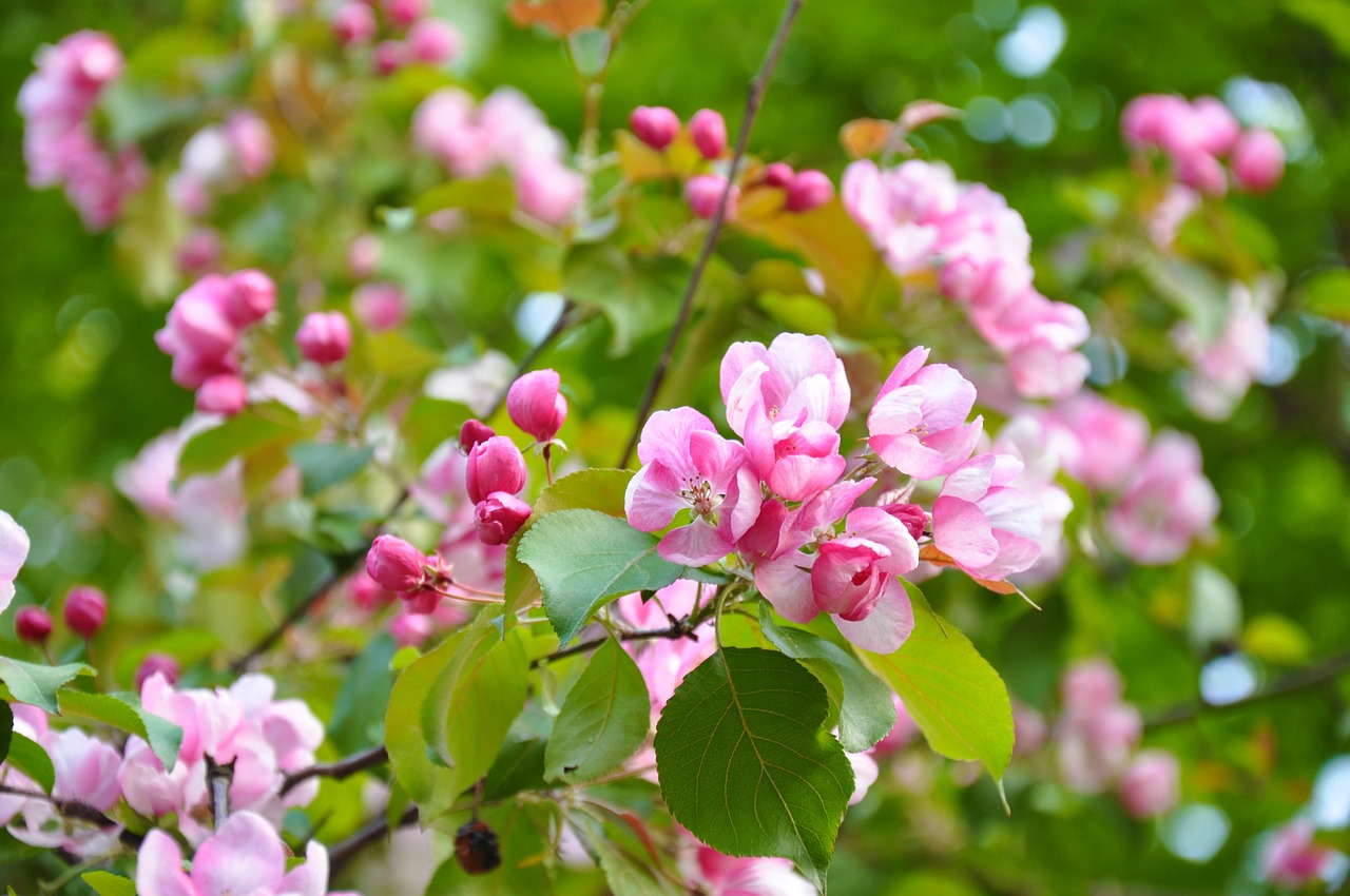 spring  bloom  flowers free photo