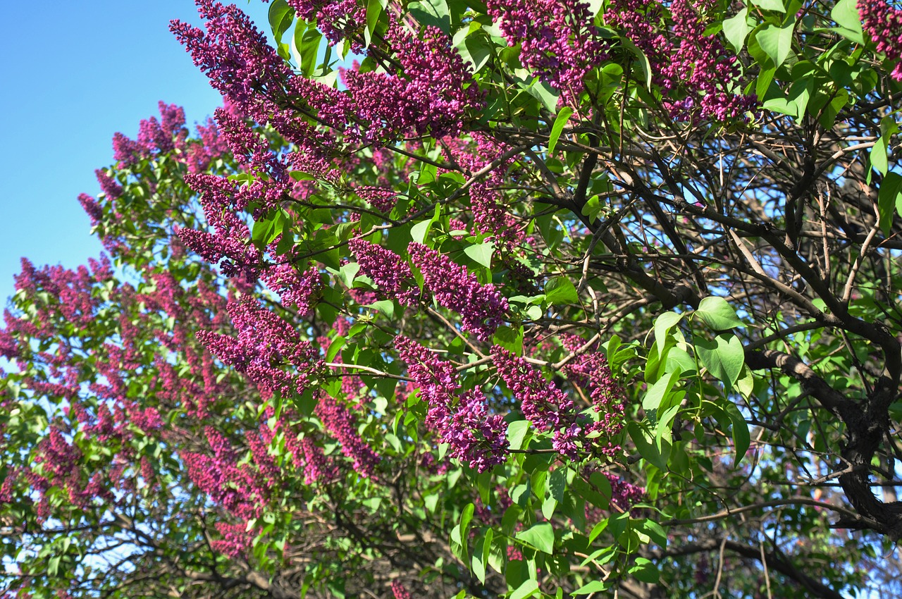 spring  bloom  flowers free photo