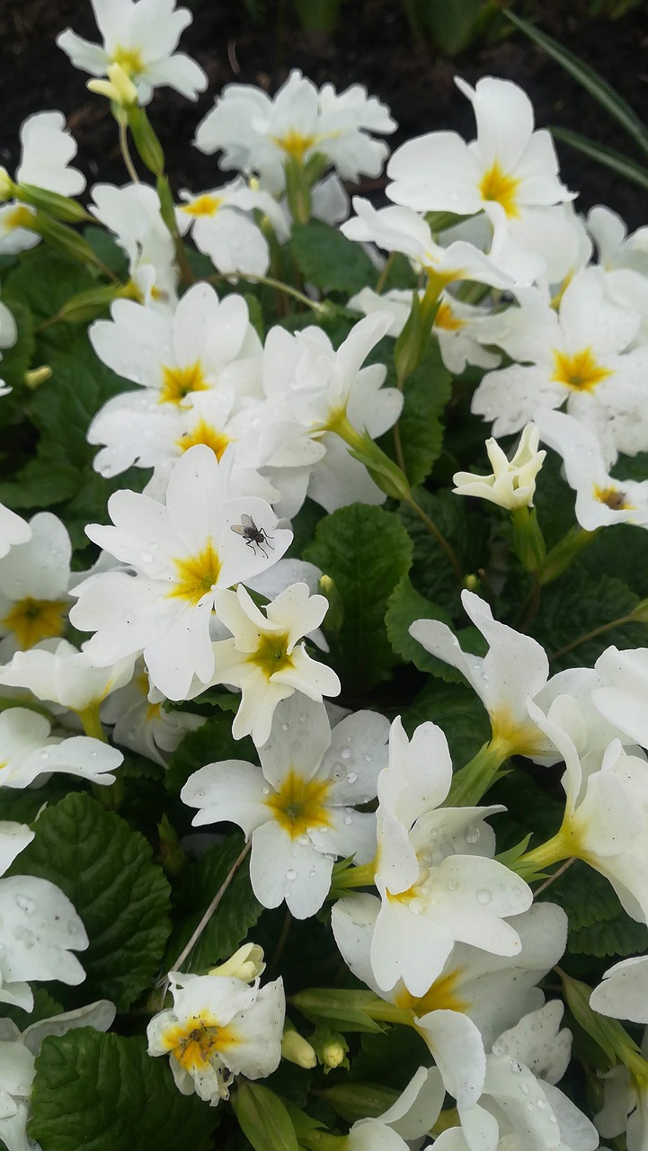 spring  white flowers  spring flowers free photo