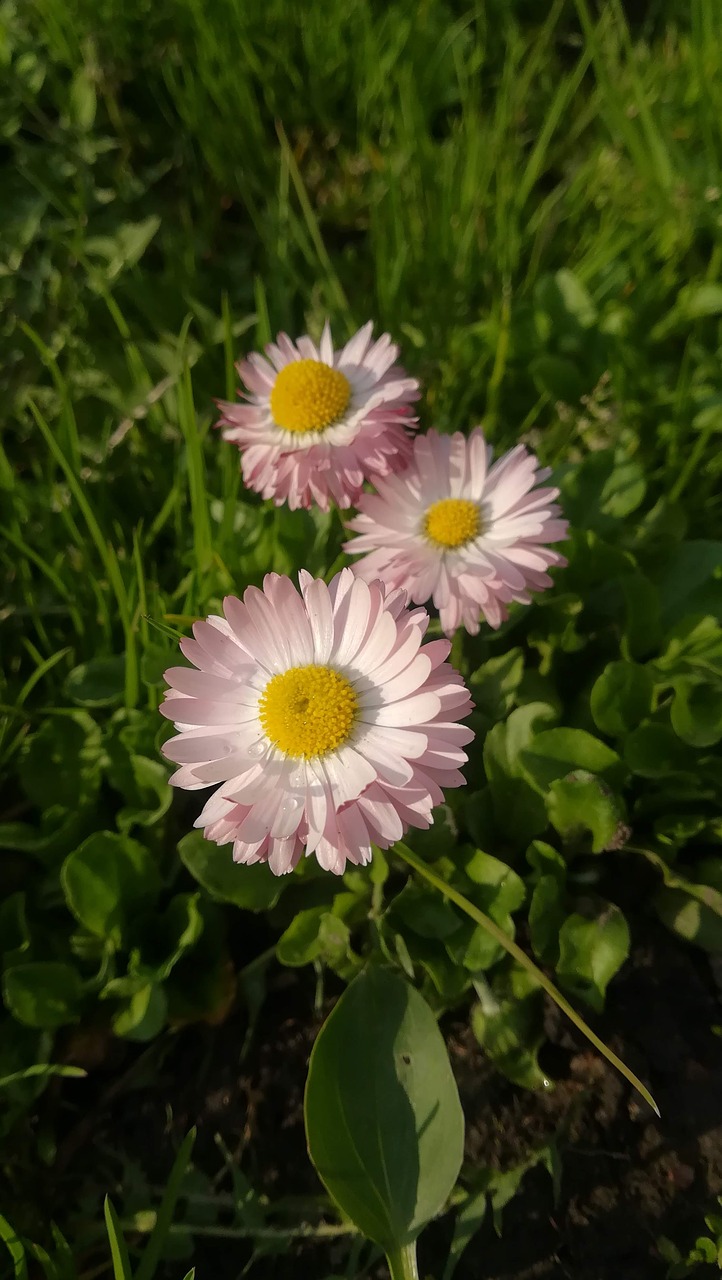 spring  flowers  plant free photo