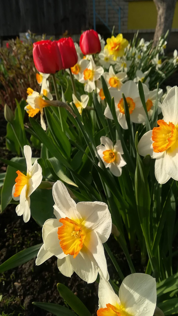 spring  tulips  narcissus free photo