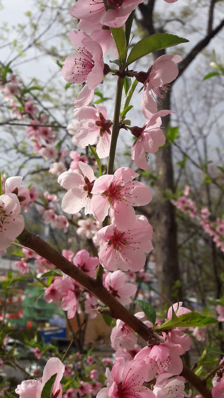 spring  wood  flowers free photo