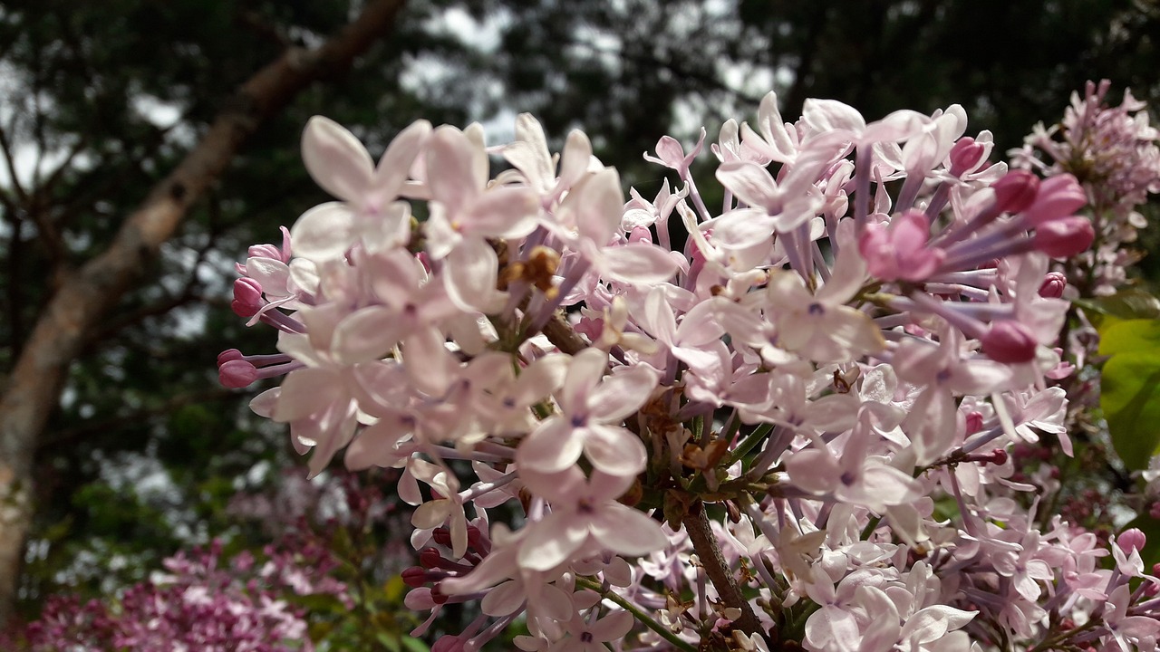 spring  wood  flowers free photo