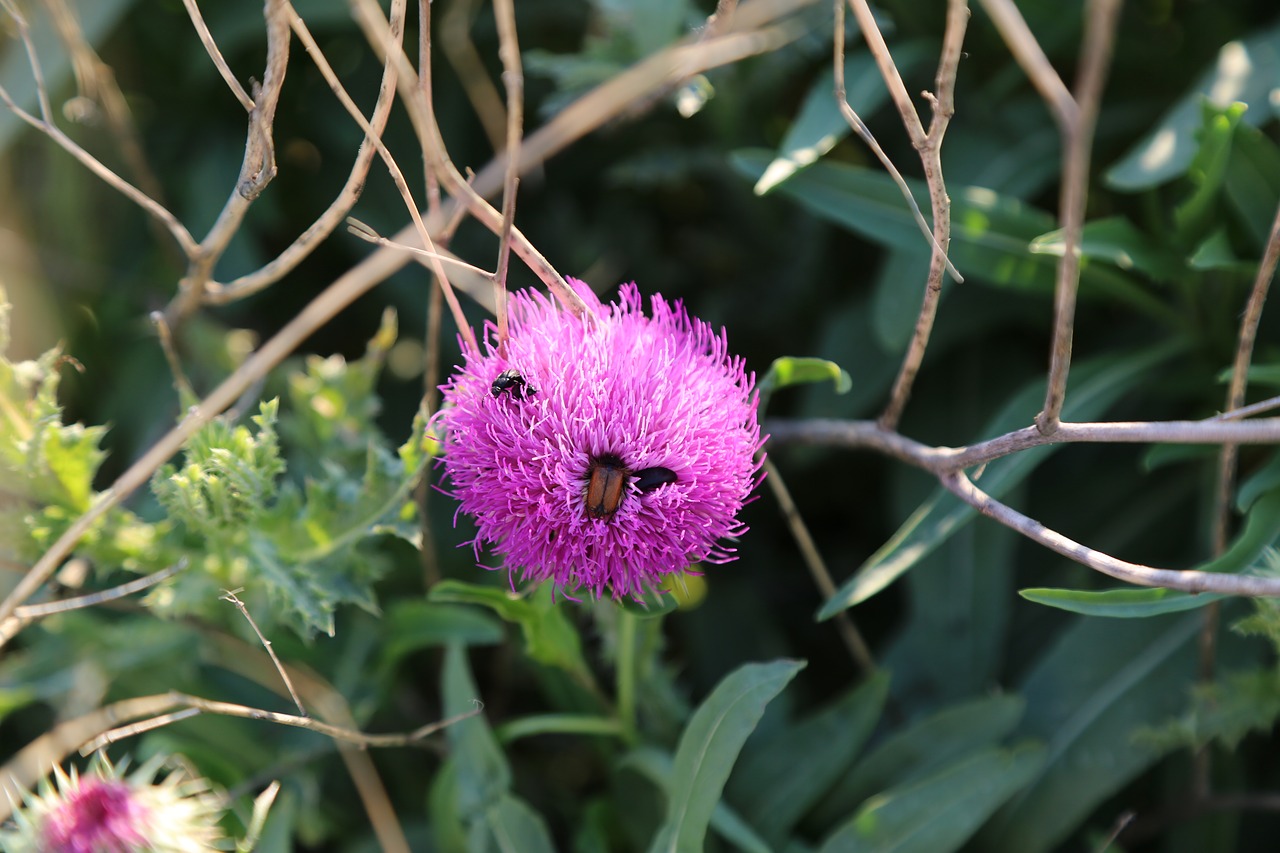 spring  spring flowers  flower free photo