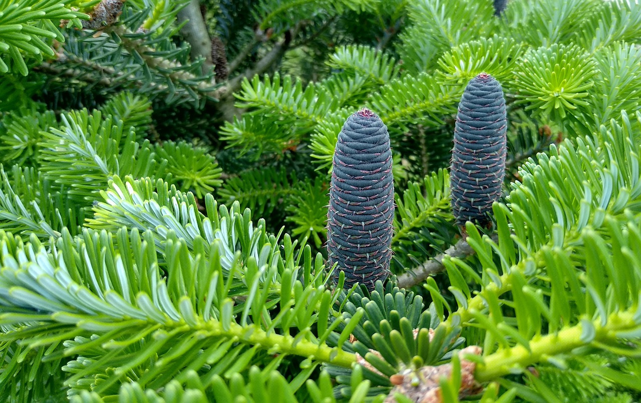 spring  spruce  pine cone free photo