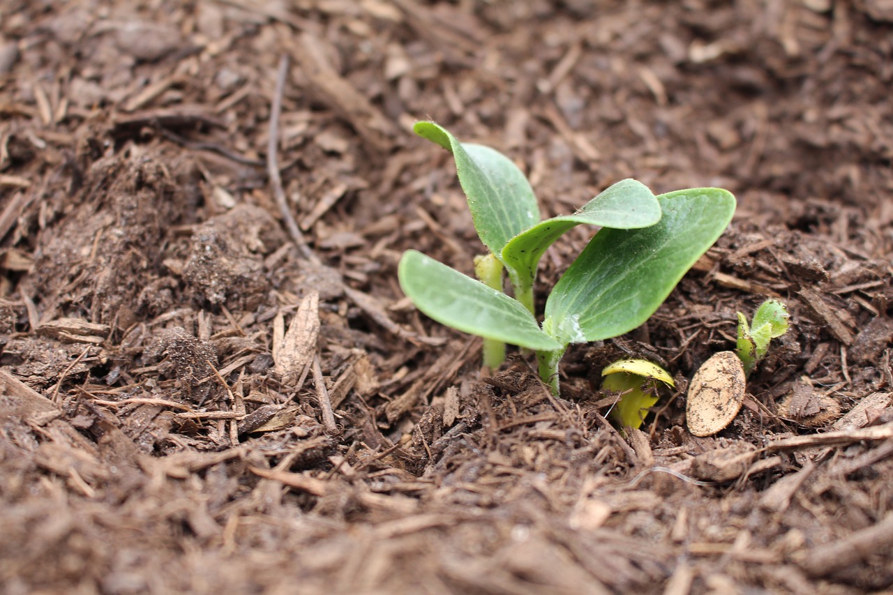 spring  seeds  sprout free photo